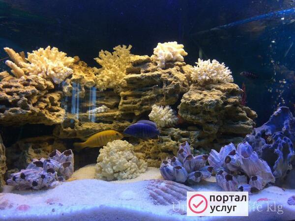 Фото Обслуживание аквариума