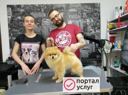 Фото Стрижка собак в Феодосии
