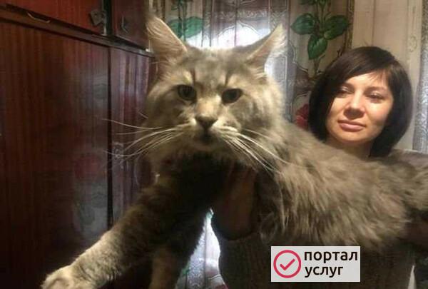 Фото Мейн Кун для вязки