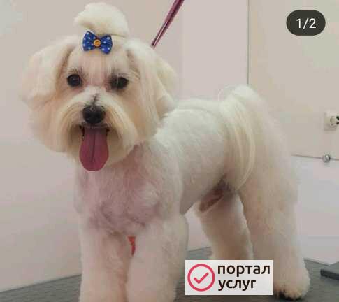 Фото Стрижка собак