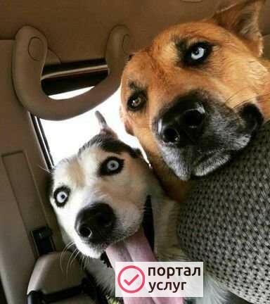 Фото Передержка ваших питомцев