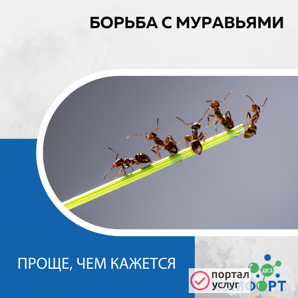 Фото Обработка от муравьёв 