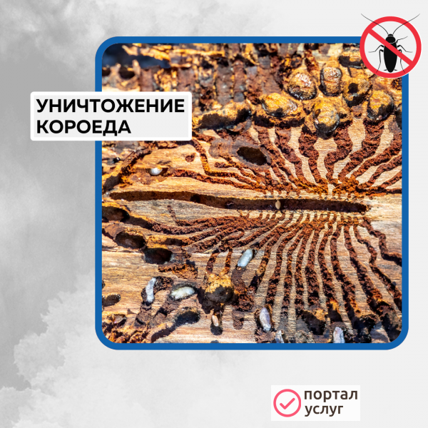 Фото Фумигация 