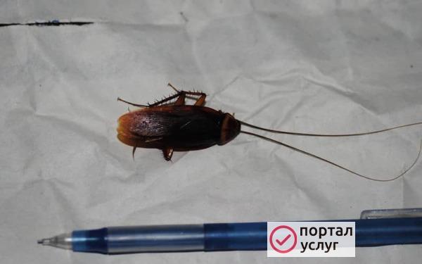 Фото СЭС услуги