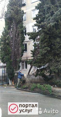 Фото Спил деревьев!
