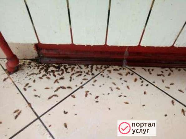 Фото СЭС услуги