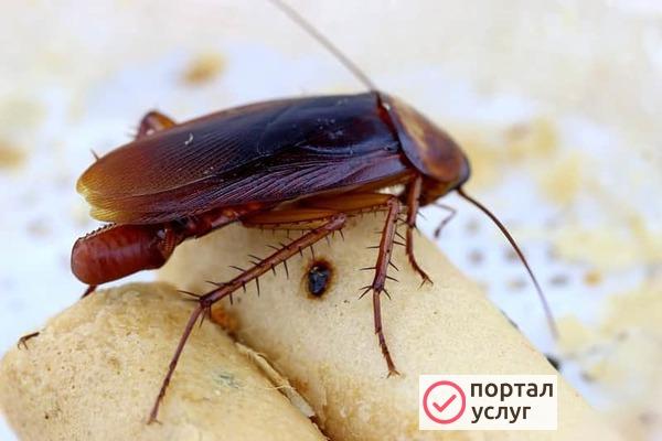 Фото СЭС услуги