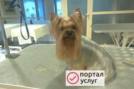 Фото Профессиональная стрижка собак