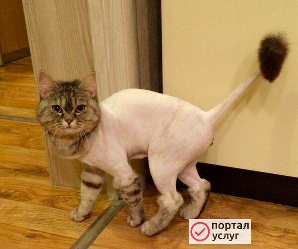 Фото Стрижка собак и кошек