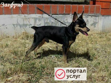 Фото Цвергпинчер ищет невест
