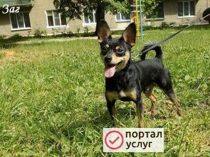 Фото Цвергпинчер вязка