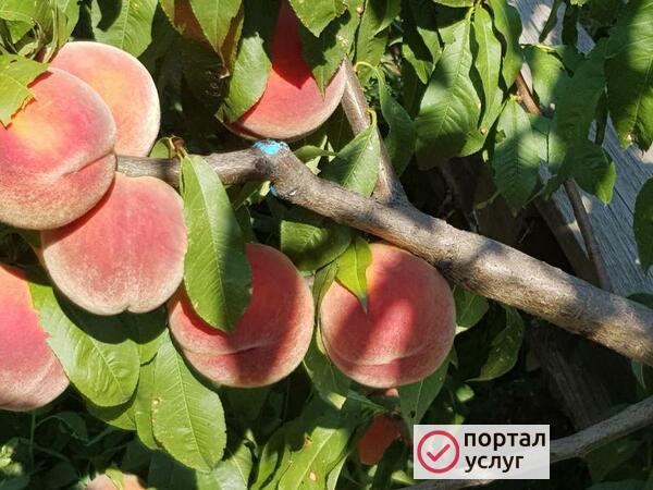 Фото Садовник