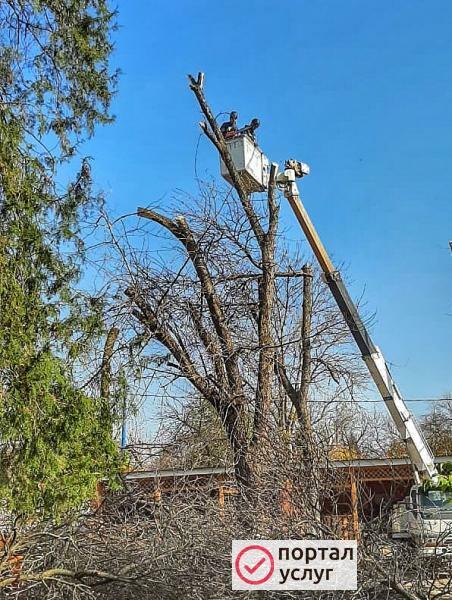 Фото СПИЛ ДЕРЕВЬЕВ