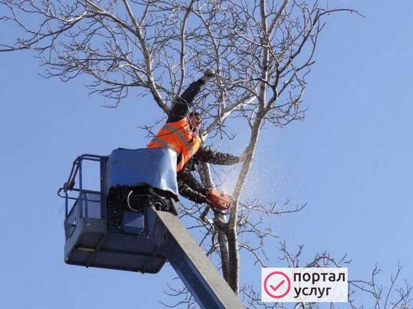 Фото Спил деревьев любой сложности 