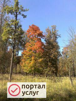 Фото Молоко