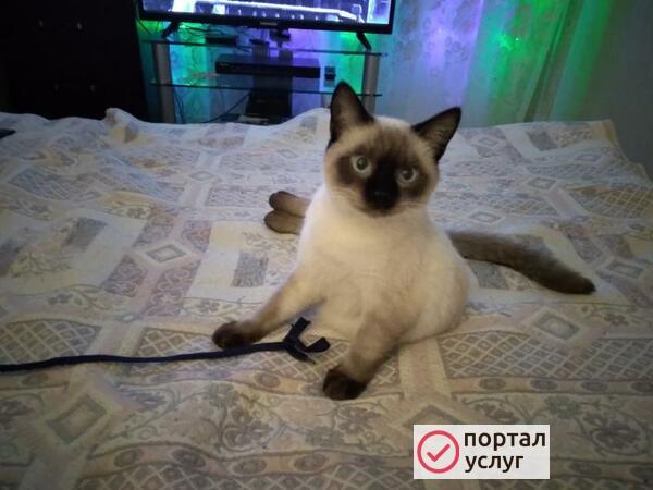 Фото Ищем невесту