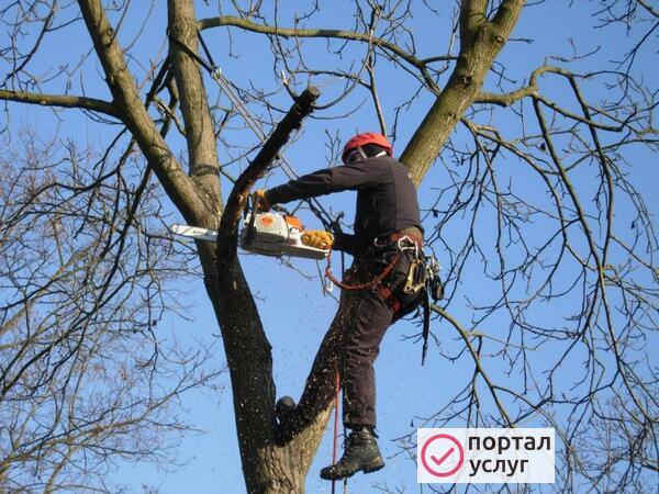 Фото Спил деревьев