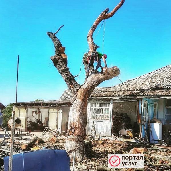 Фото Спилить дерево.Удаление деревьев.Арбористика