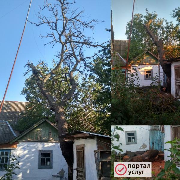 Фото Спил деревьев