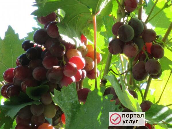 Фото Обрезка деревьев. Профессионально и качественно.