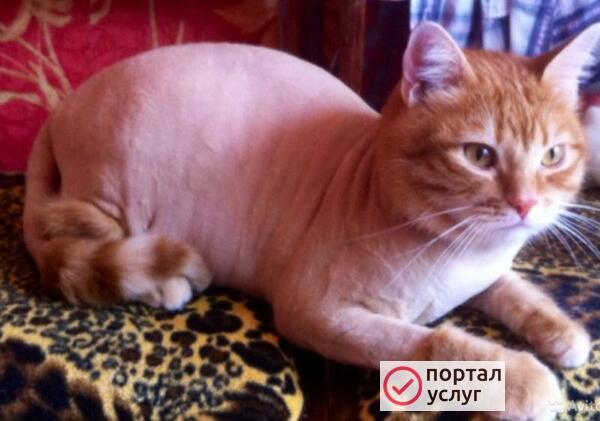 Фото Стрижка кошек