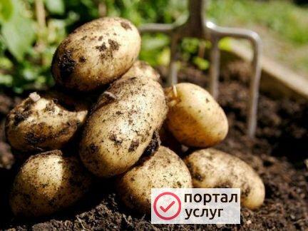 Фото Доставка картофеля