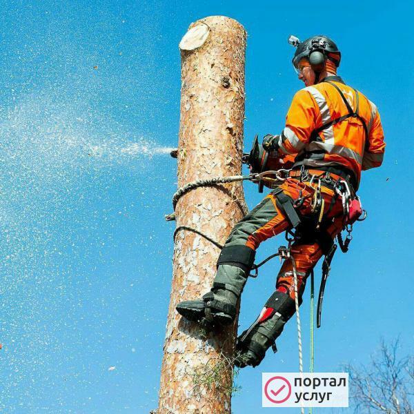 Фото Обрезка деревьев