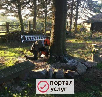 Фото Валка аварийных деревьев