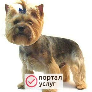 Фото Стрижка для вашего Йорка