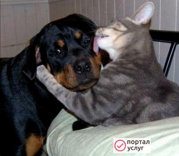 Фото Стрижка кошек и собак