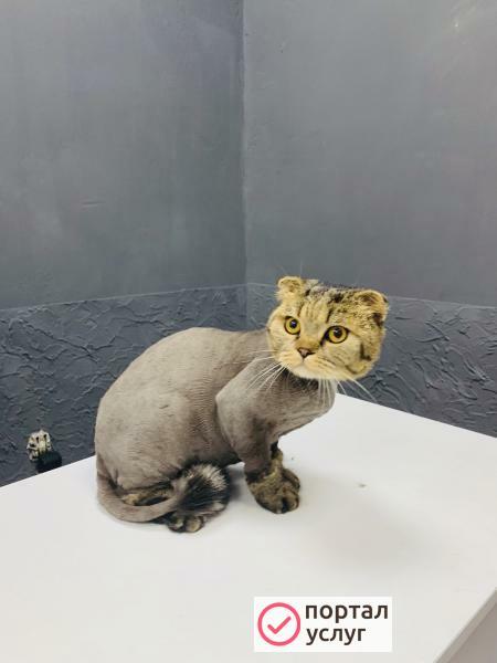 Фото Стрижка кошек