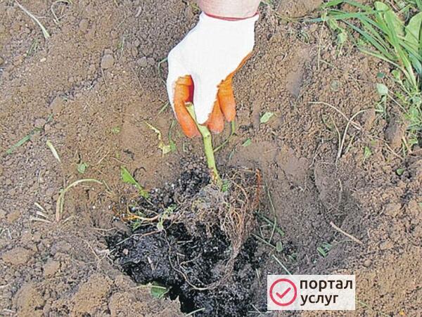 Фото Нужна бригада для посадки малины