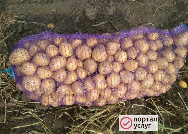 Фото Молодой картофель. Доставка