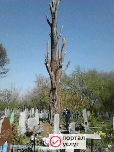 Фото Спил обрезка деревьев