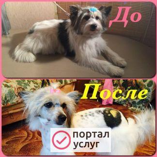 Фото Стрижка собак и кошек