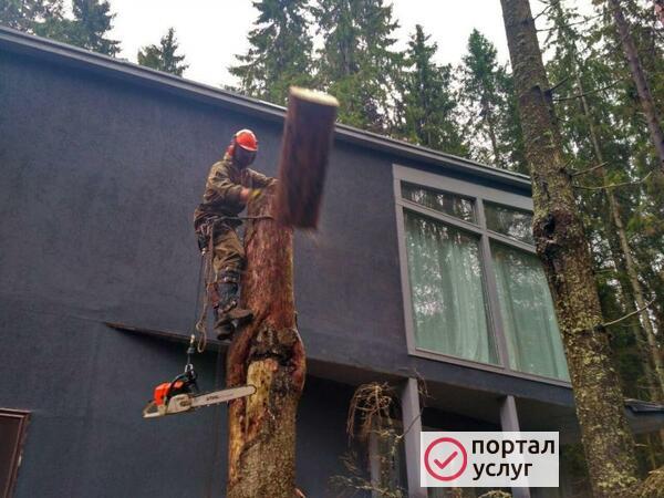 Фото Спилить дерево В Сестрорецке