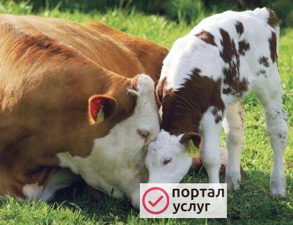 Фото Искусственное осеменение