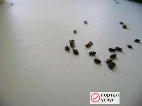 Фото СЭС услуги