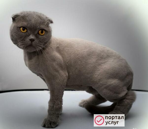 Фото Стрижка кошек (В ОТПУСКЕ ДО 28 СЕНТЯБРЯ)