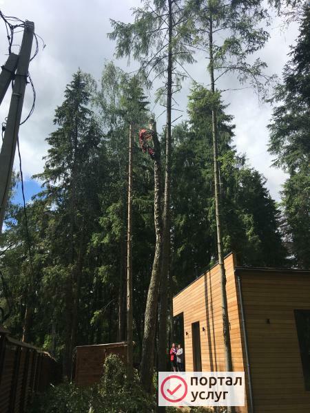 Фото Удаление деревьев