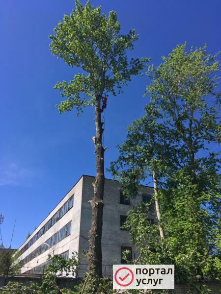 Фото Удаление деревьев 
