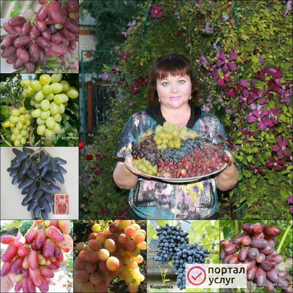 Фото Саженцы винограда ,хризантемы