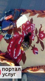 Фото Ищу мини-йорка мальчика для спаривания