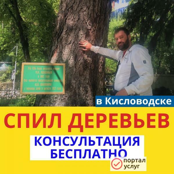Фото Спил деревьев.