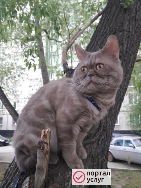Фото кот ищет кошку