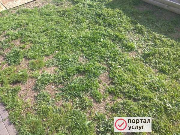 Фото Покос травы 