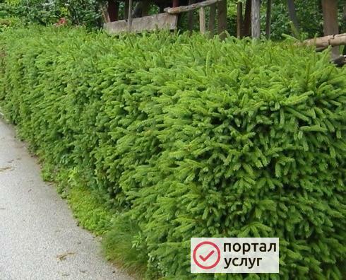 Фото Сад для ленивых