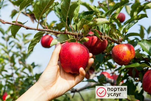 Фото Вахтовики по сбору яблок