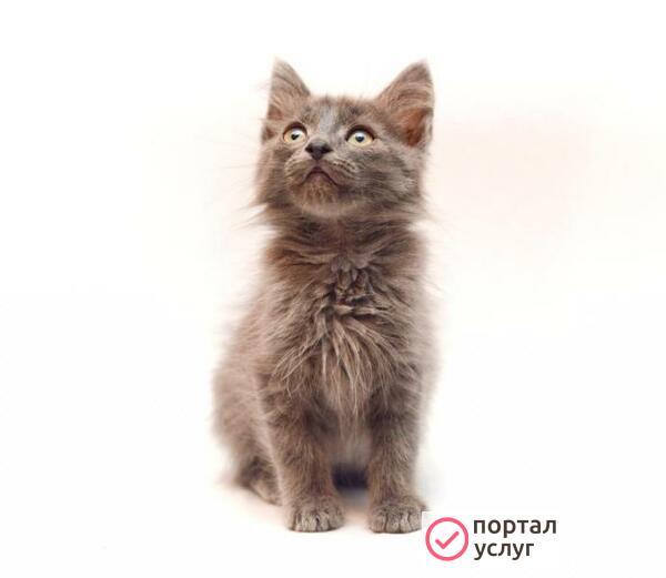 Фото котенок в дар