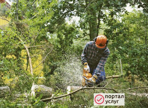 Фото Спил деревьев